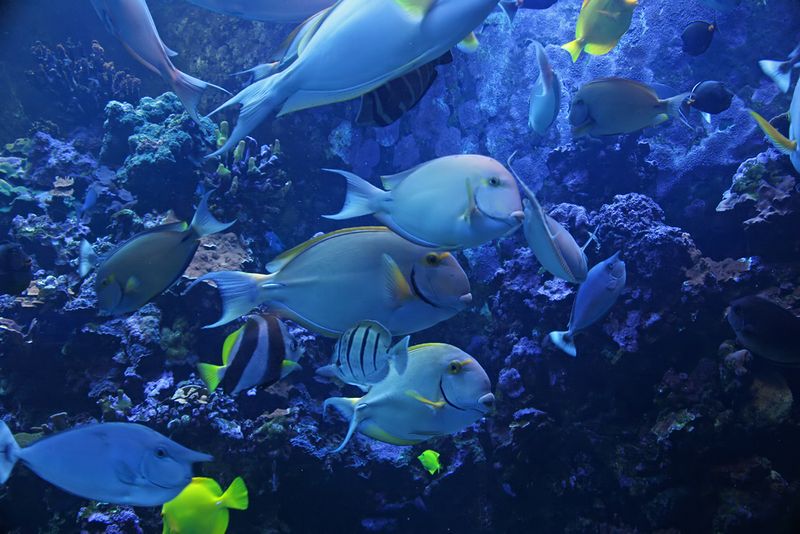 Maui Aquarium