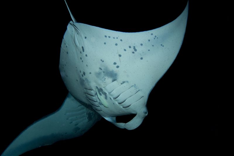 manta ray at night