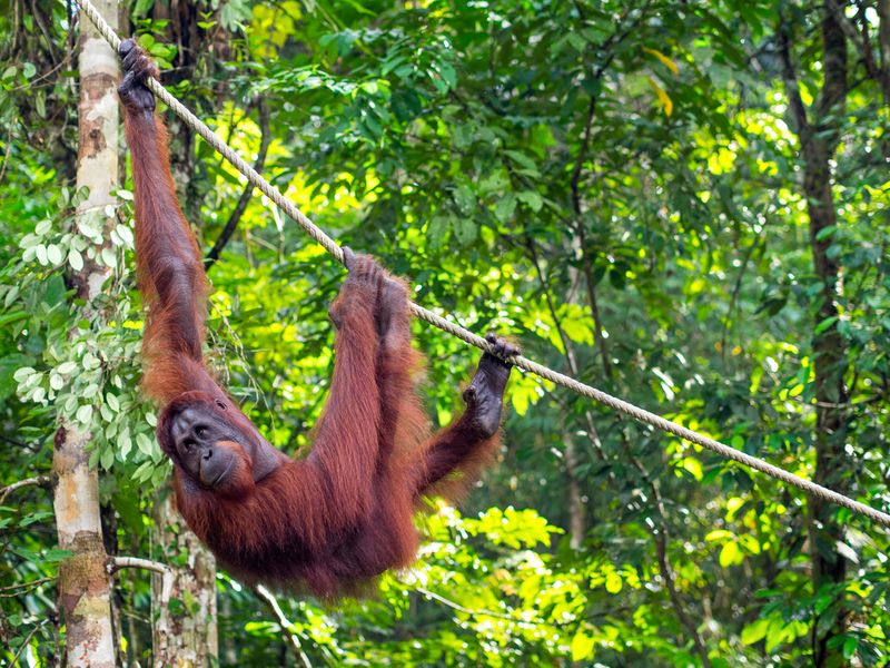 Borneo Orangutan at the Semenggoh Nature Reserve