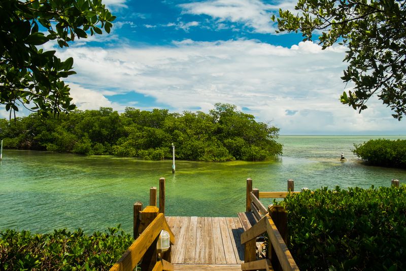 Mangroves Florida Keys