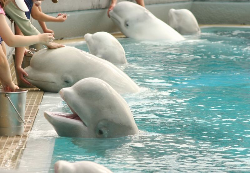 Belugas Marineland