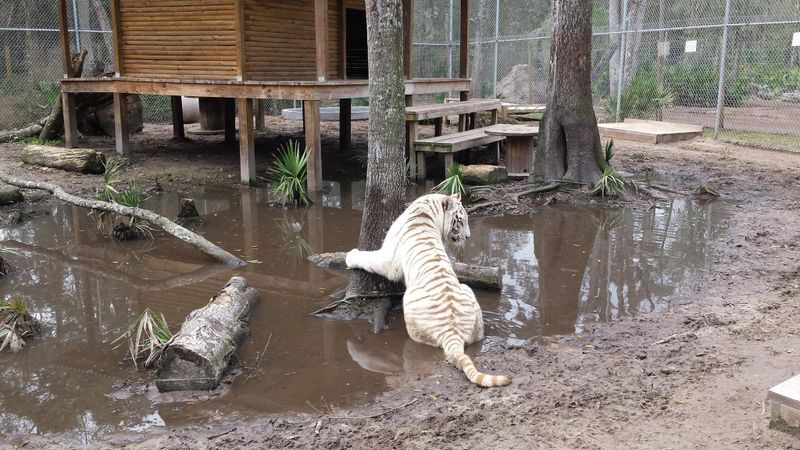 Photo by: Catty Shack Ranch