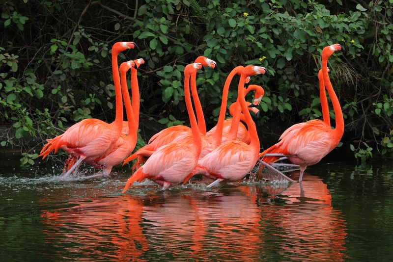 Flamingos