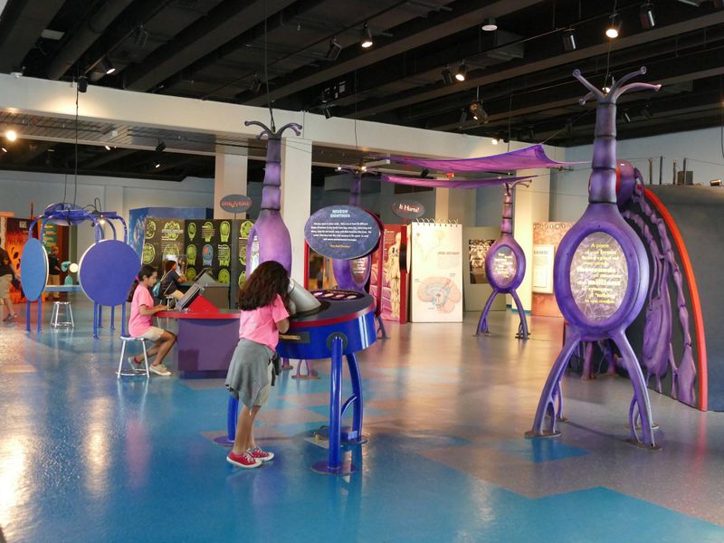 Photo by: Museum of Discovery and Science/a>