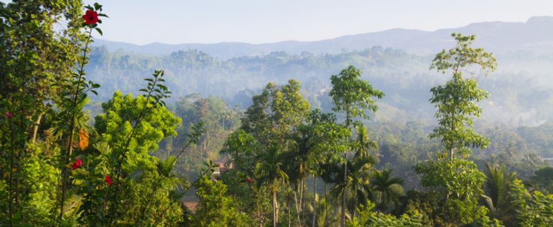 Sinharaja (Sri Lanka)