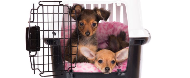 puppies in carrier