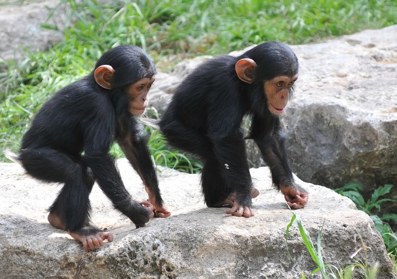 Baby Chimps