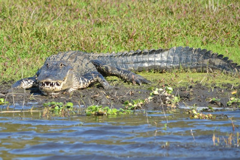 Alligator Myakka park