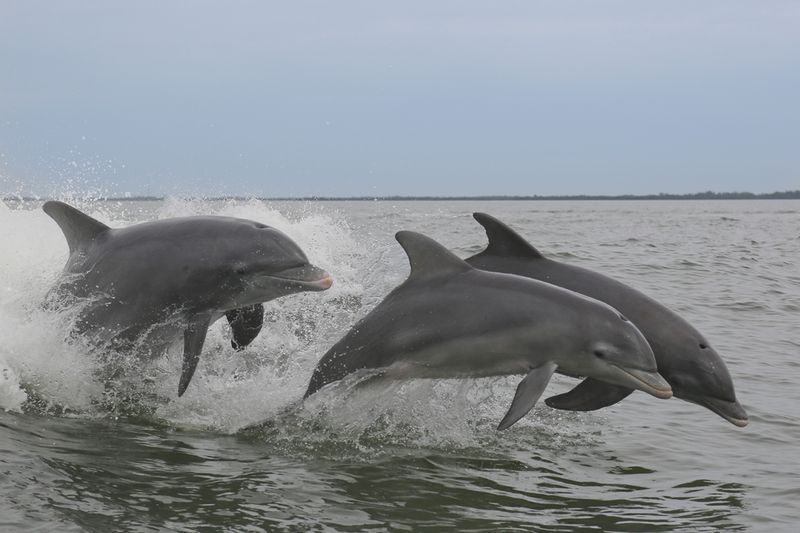 How to Spot Dolphins from Shore or at Sea