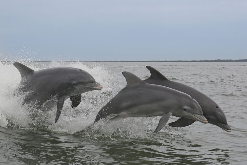 Atlantic Dolphins