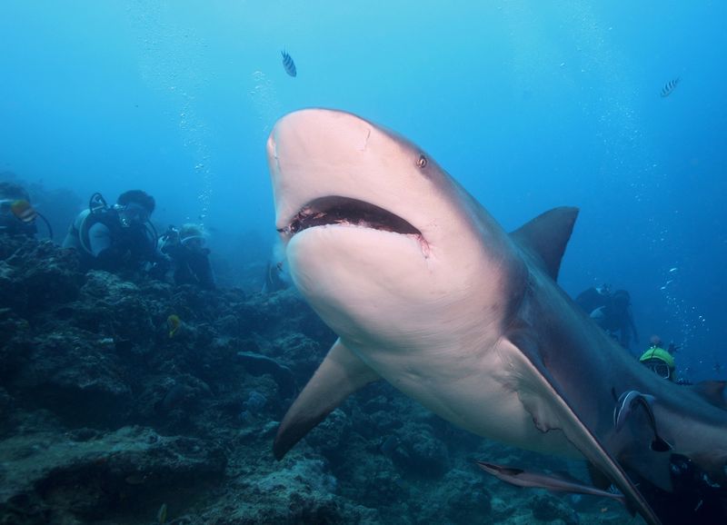 Bull Sharks -Fiji