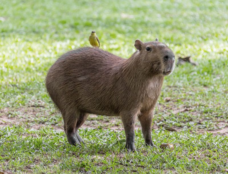 Capybara