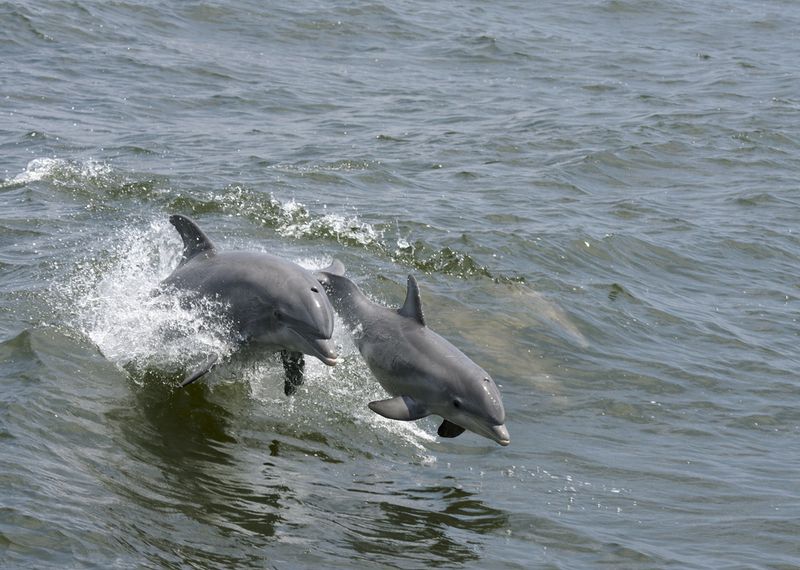 Dolphins texas