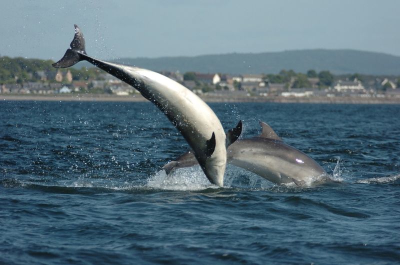 Dolphins Scotland