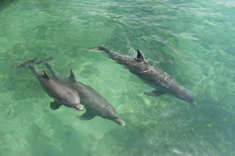Dolphins india