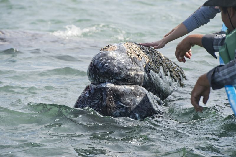 Grey whale mexico