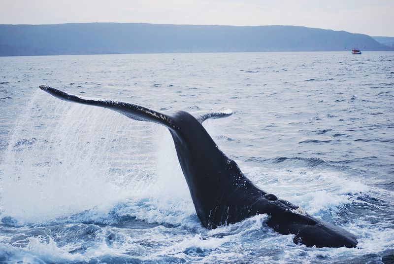 Humpback whale Newfoundland