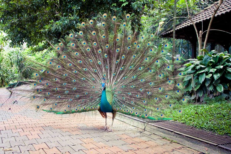 Kuala Lumpur Bird Park