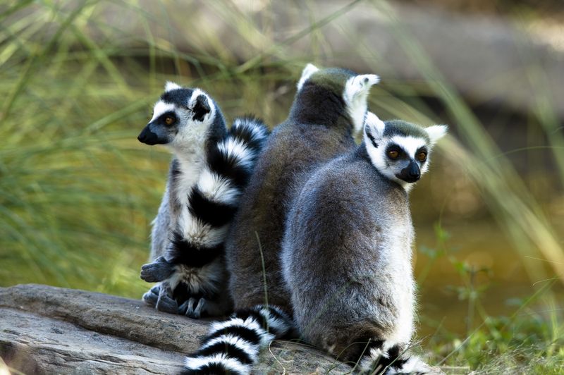 Lemurs Fort Worth Zoo