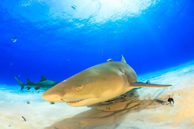 Lemon Shark -Moorea