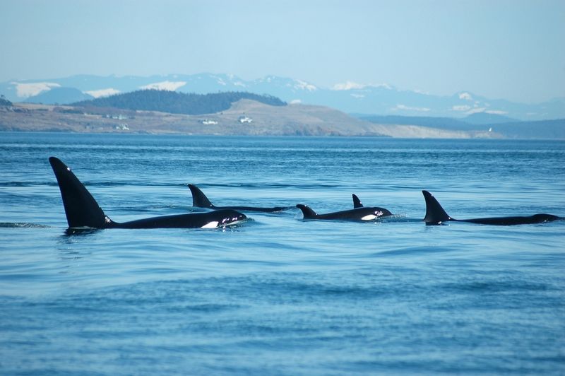 Orcas Washington