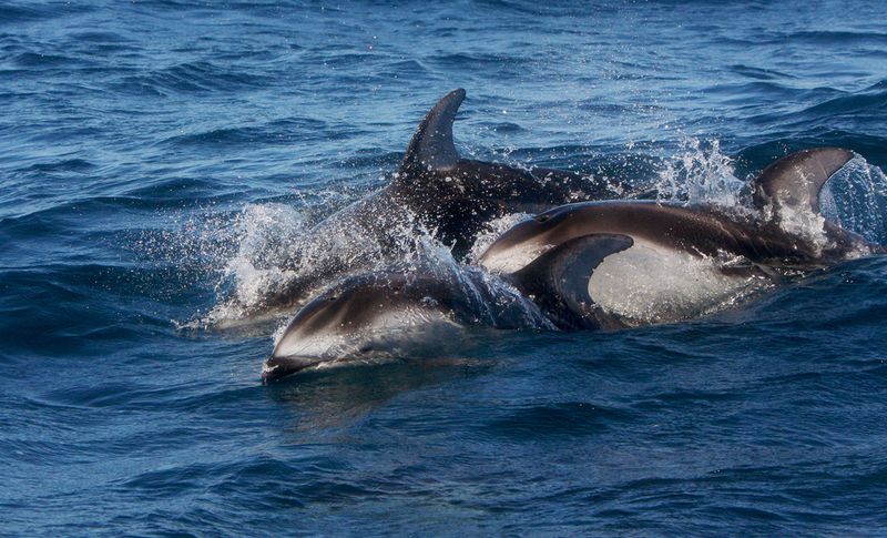 Pacific White Sided Dolphin