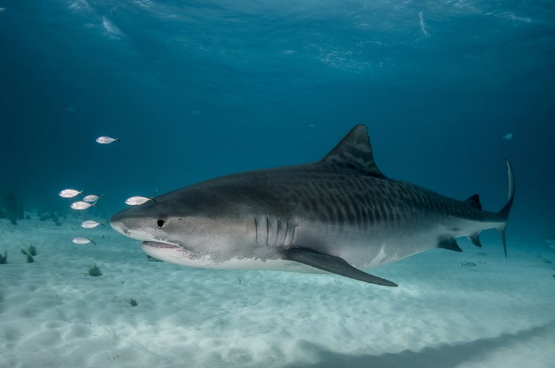 Tiger Sharks -Hawaii