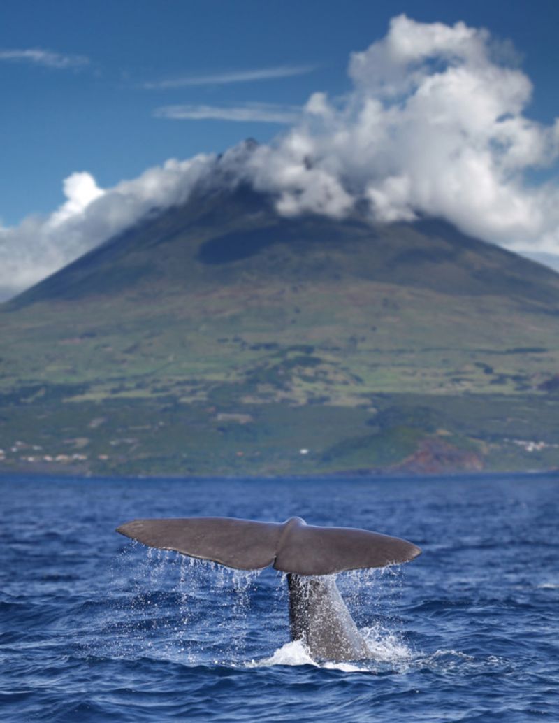 Whale watching Azores