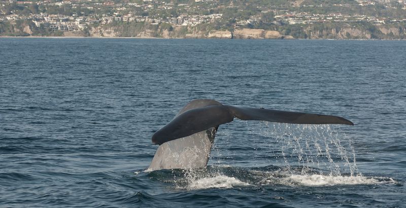 Whale California