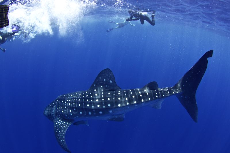 Whale Sharks -Honduras