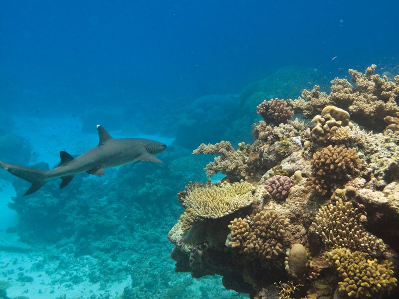 Whitetip Reef Sharks -Australia