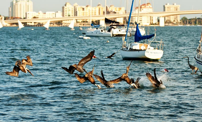 pelicans