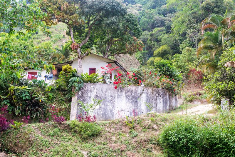 Coffee Farm Colombia