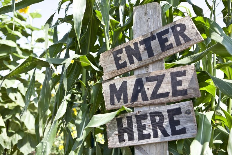 Corn Maze