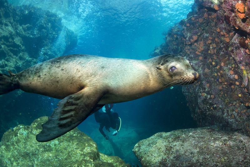 Diving Galapgos Islands