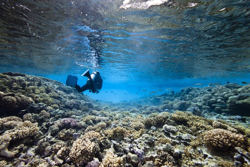 Diving French Polynesia