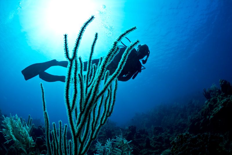 Diving Roatan, Honduras