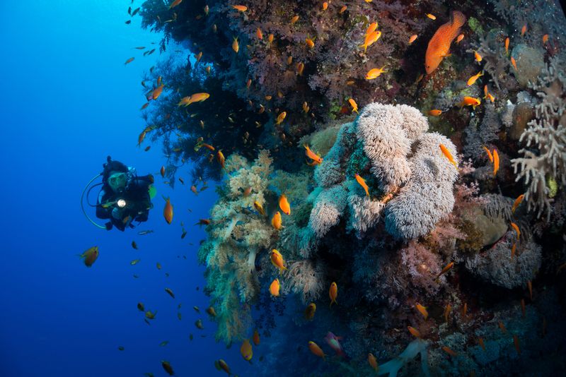 Diving Red Sea, Egypt