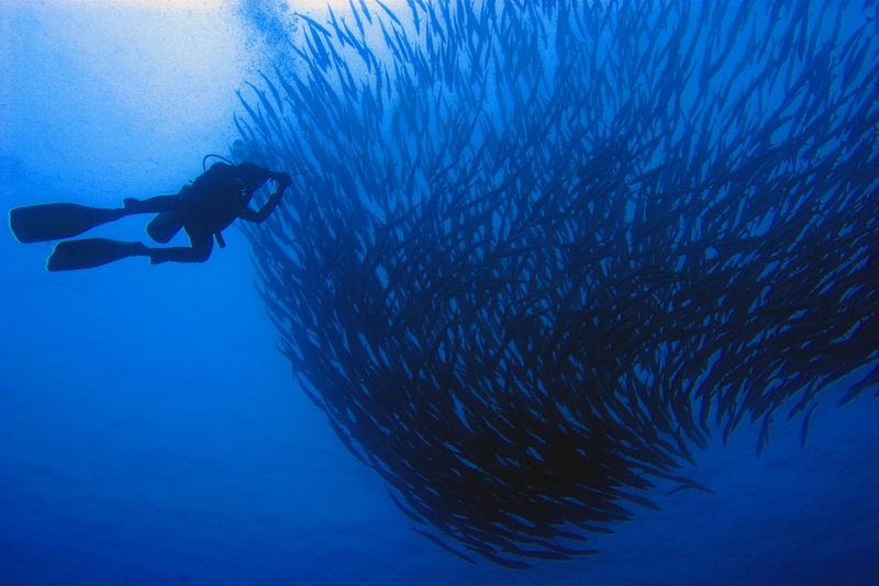 Diving in Sipadan