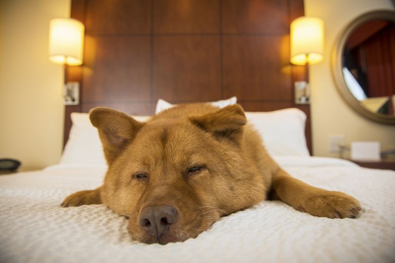 Dog in Hotel
