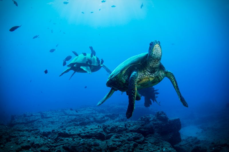 Kauai Sea Turtle