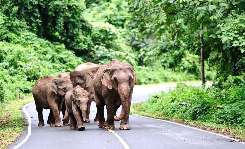 Khao Yai National Park