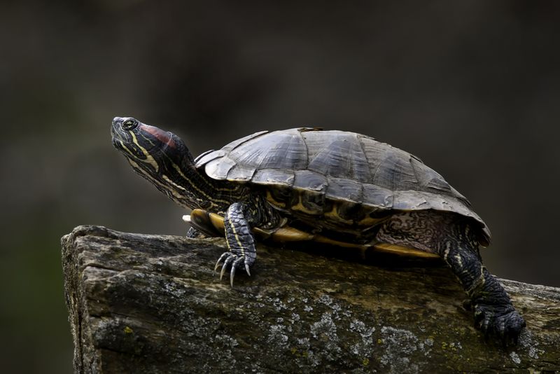 Painted Turtle