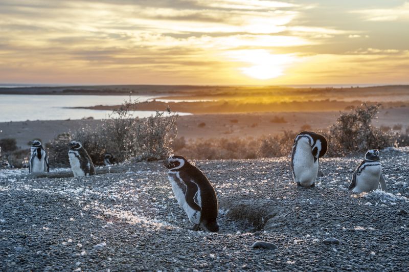Penguins Patagonia, Argentina