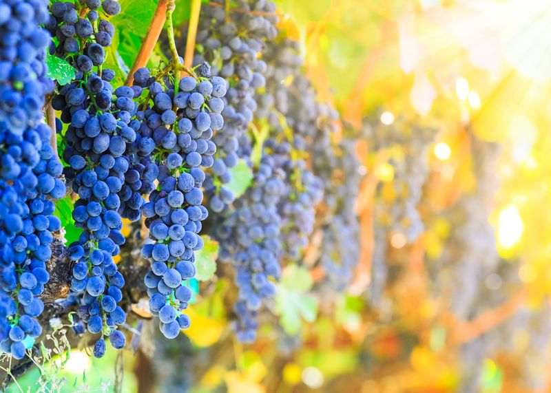 Red Wine Grapes