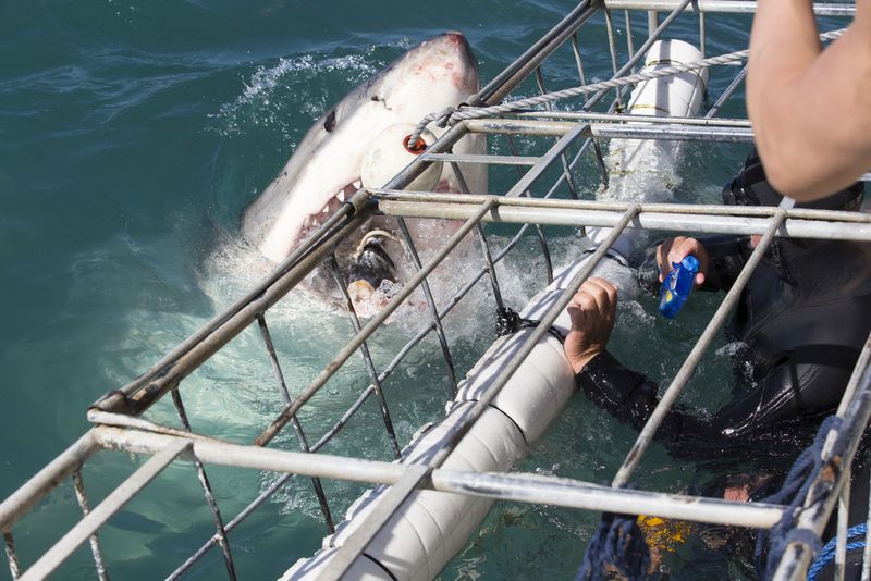 Shark Diving in South Africa