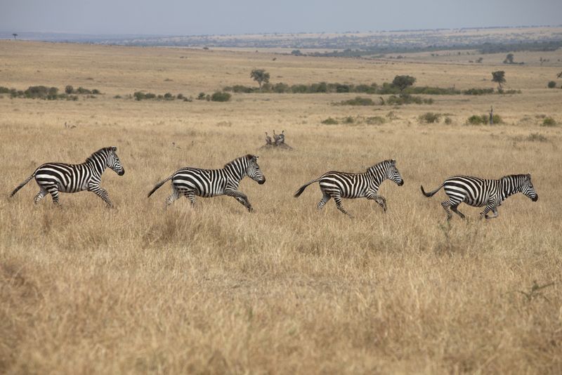 Zambia Safari, Africa