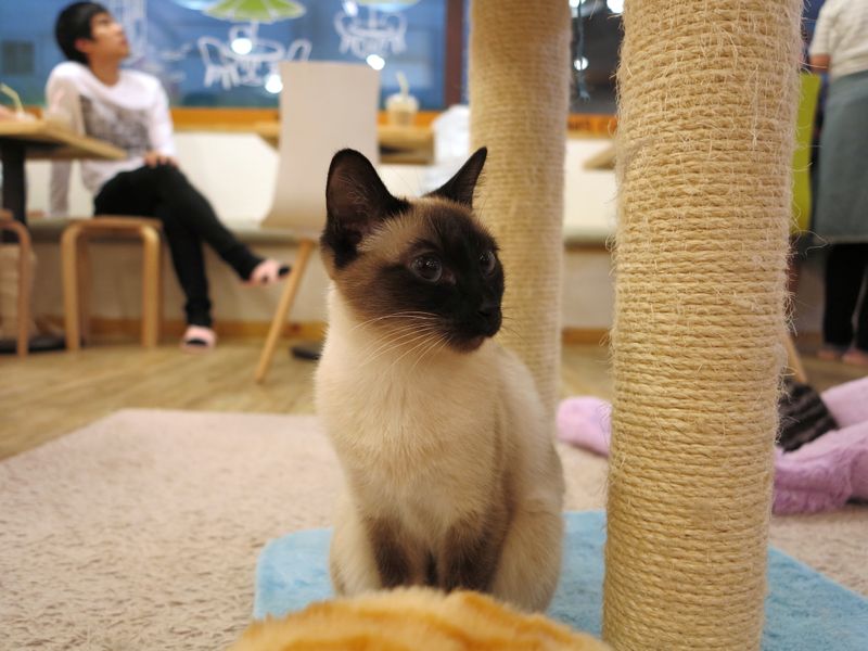 Photo by: Feline DaCat via Flickr