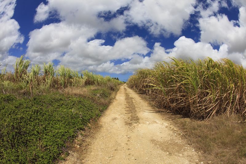 Sugar Cane Field Barbados