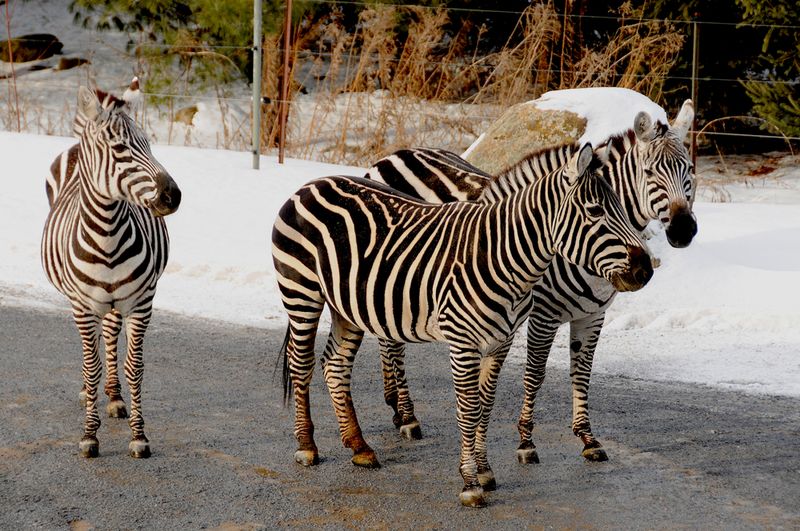 Zebras Granby Zoo